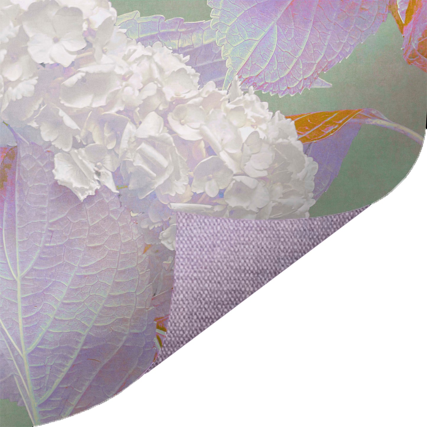 Photo Hydrangea Cotton Candy