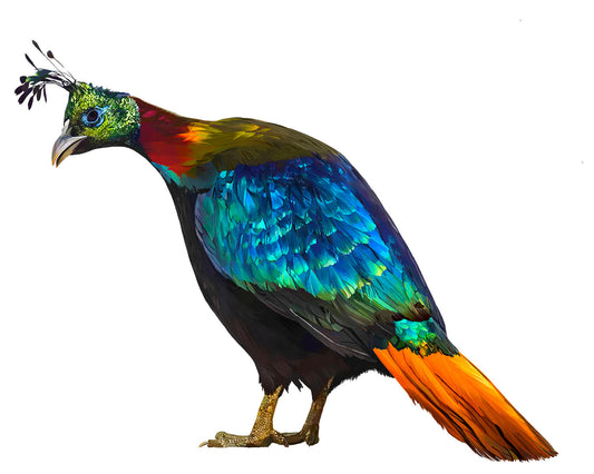Impeyan Pheasant