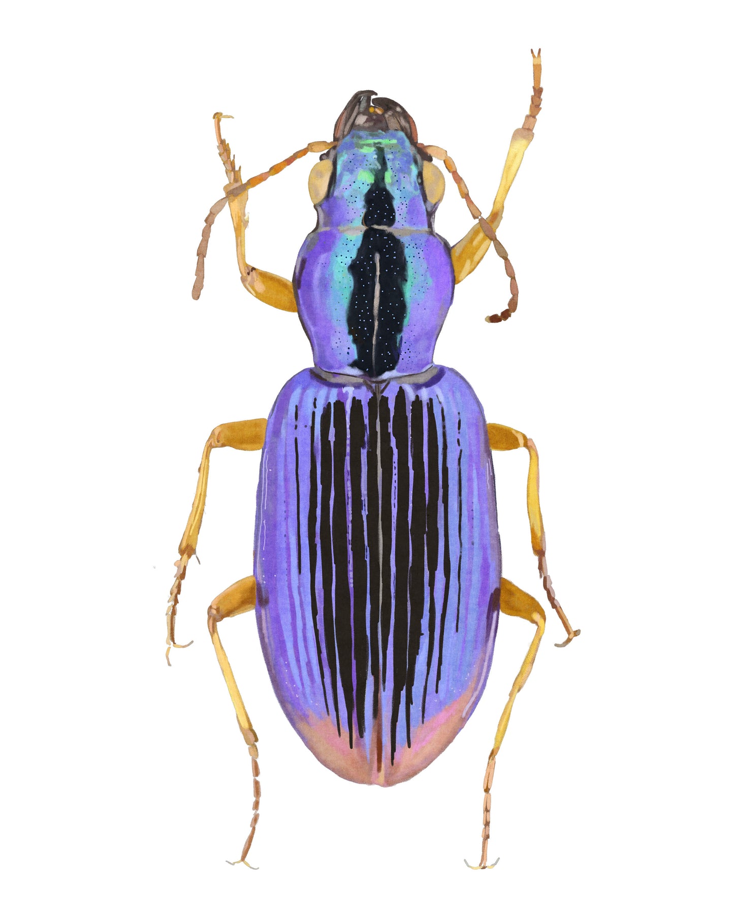 Purple Bug