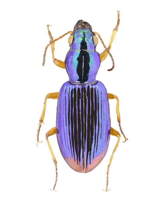 Purple Bug