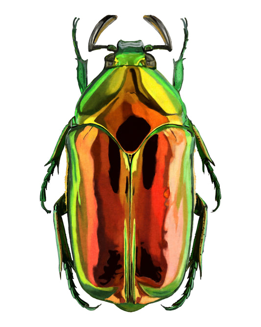Scarab Magnificus