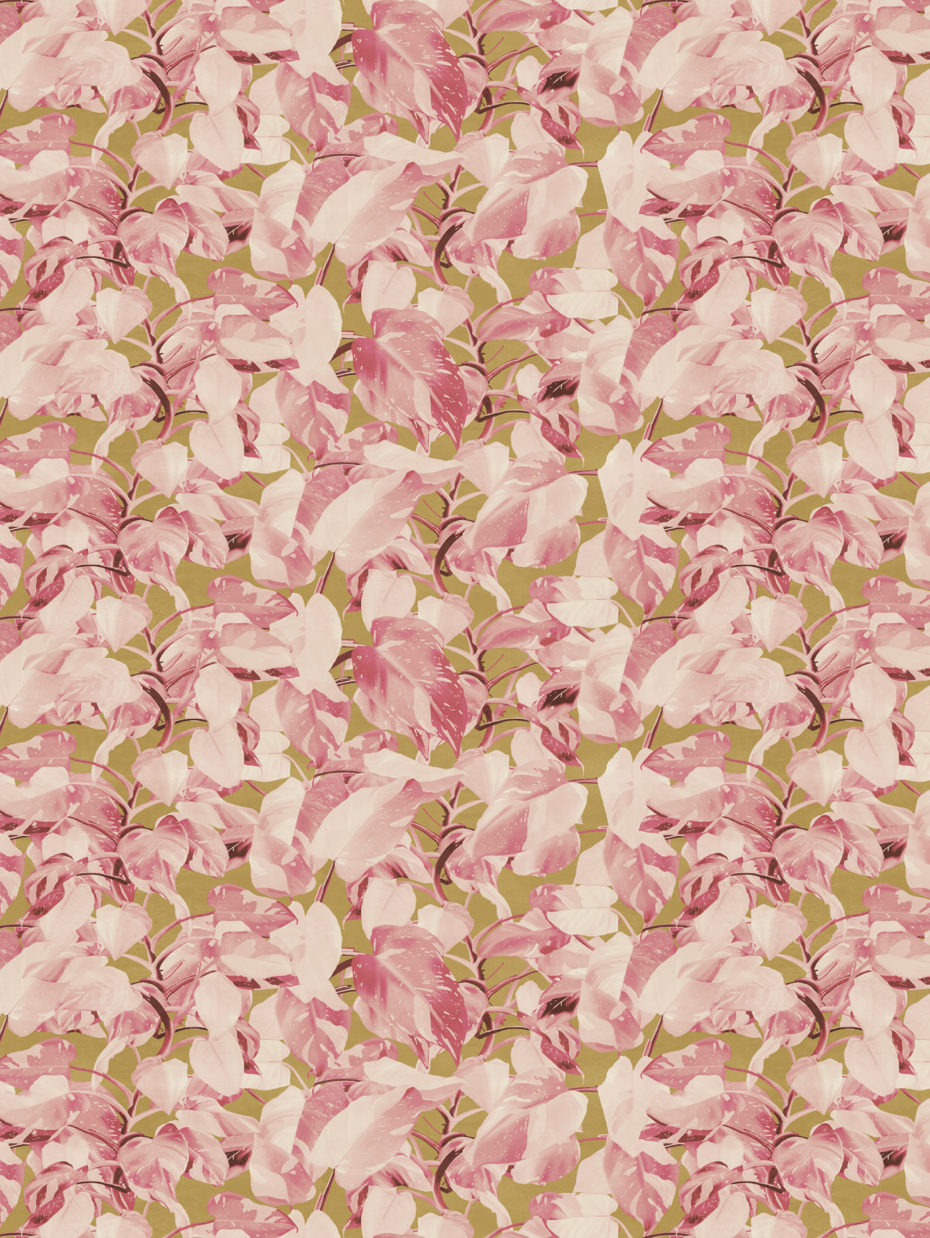 Princess Philodendron Pink