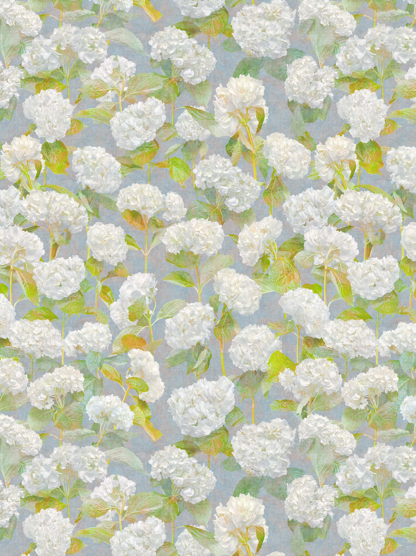 Photo Hydrangea Blue