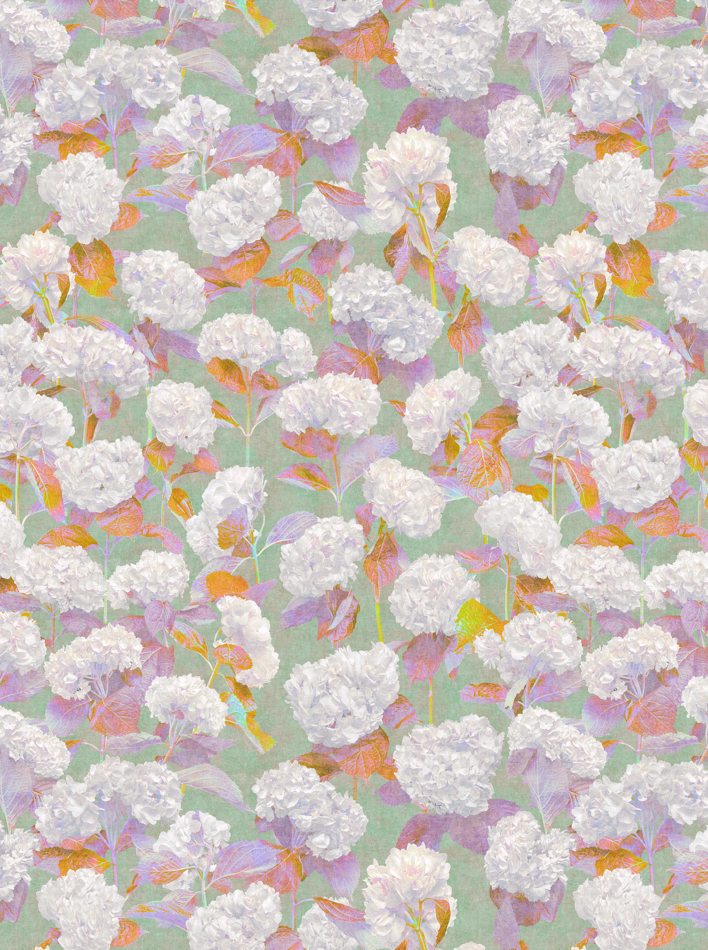 Photo Hydrangea Cotton Candy