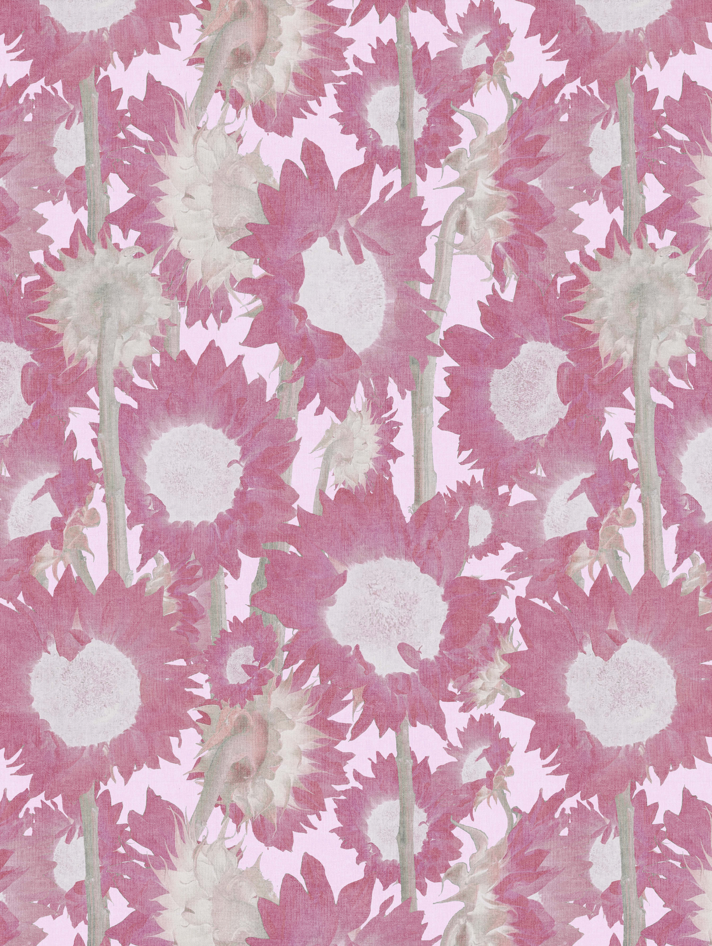 Photo Sunflowers Pink