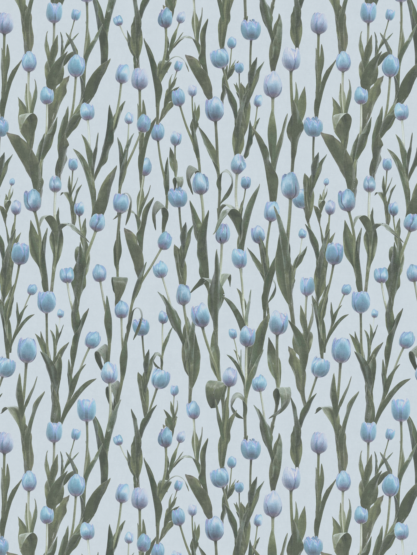 Photo Tulips Blue
