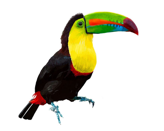 Toucan