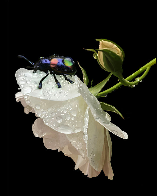 Water Bug