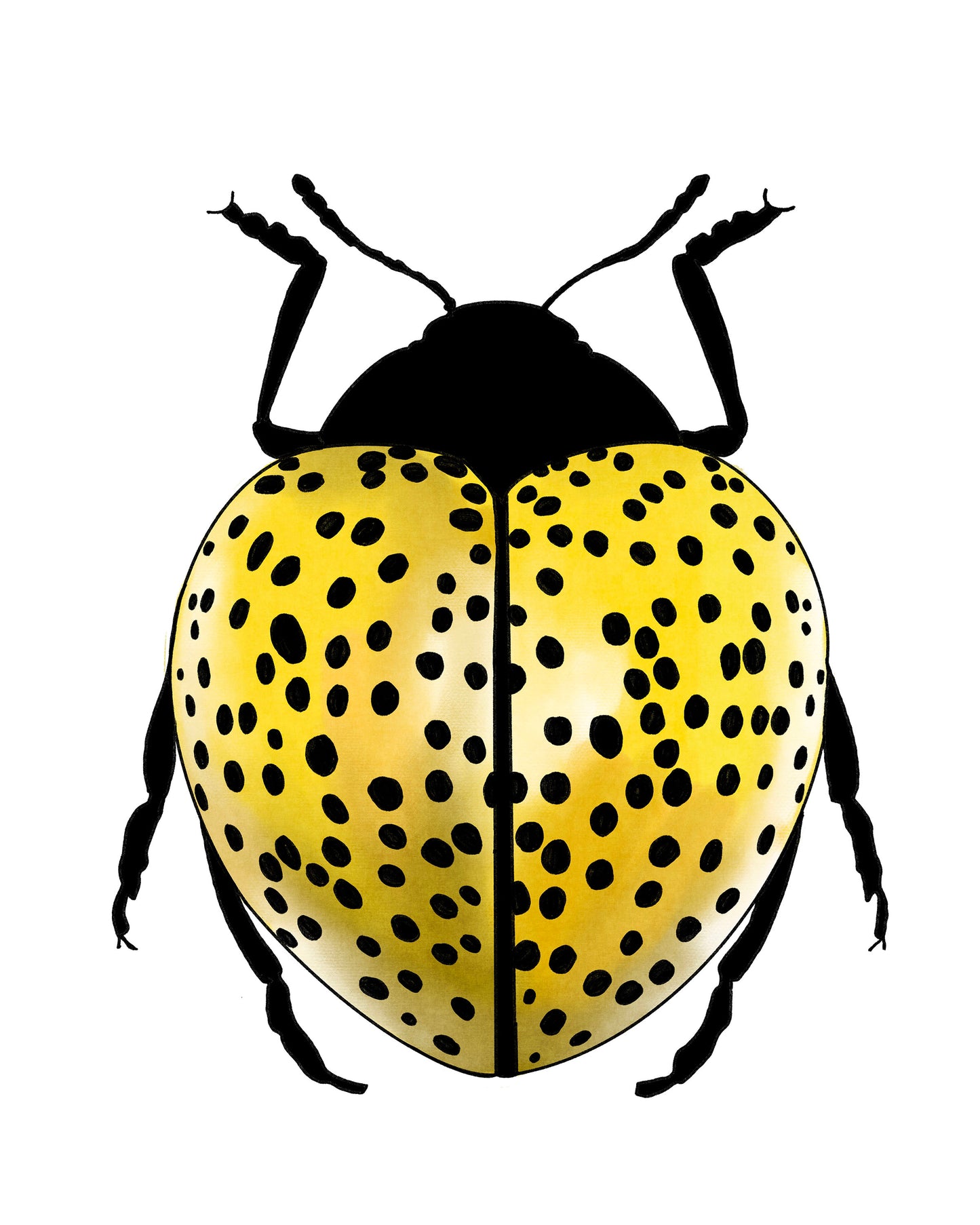 Yellow Lady