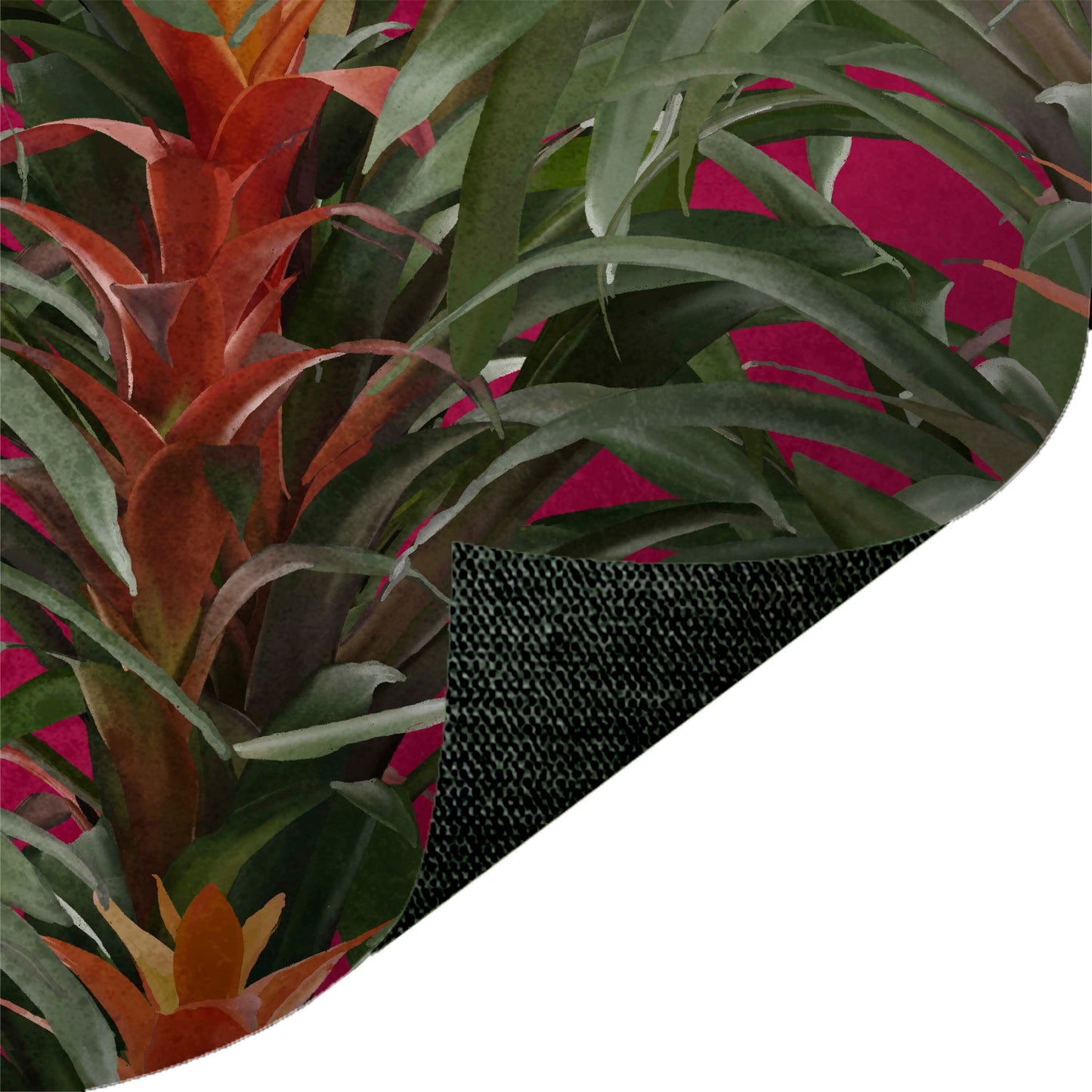 Bromeliads Pink