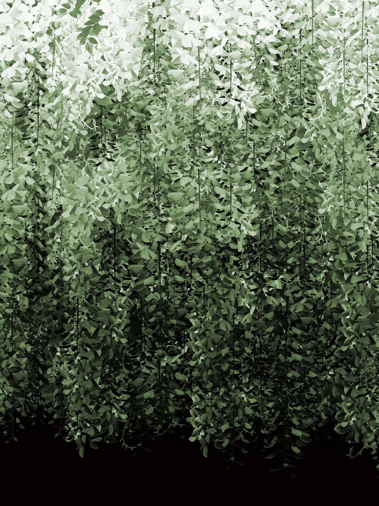 Wisteria Green