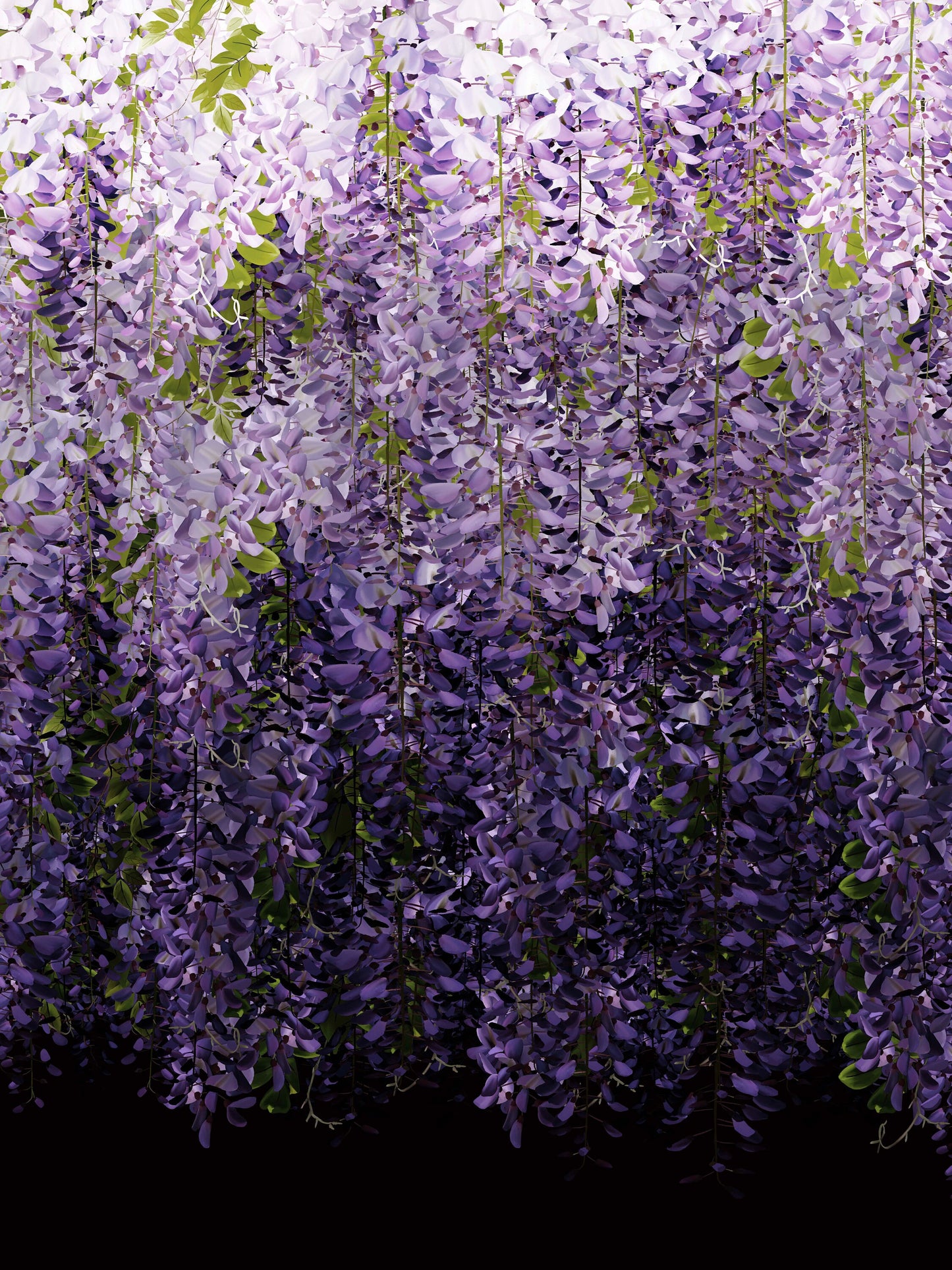 Wisteria Purple