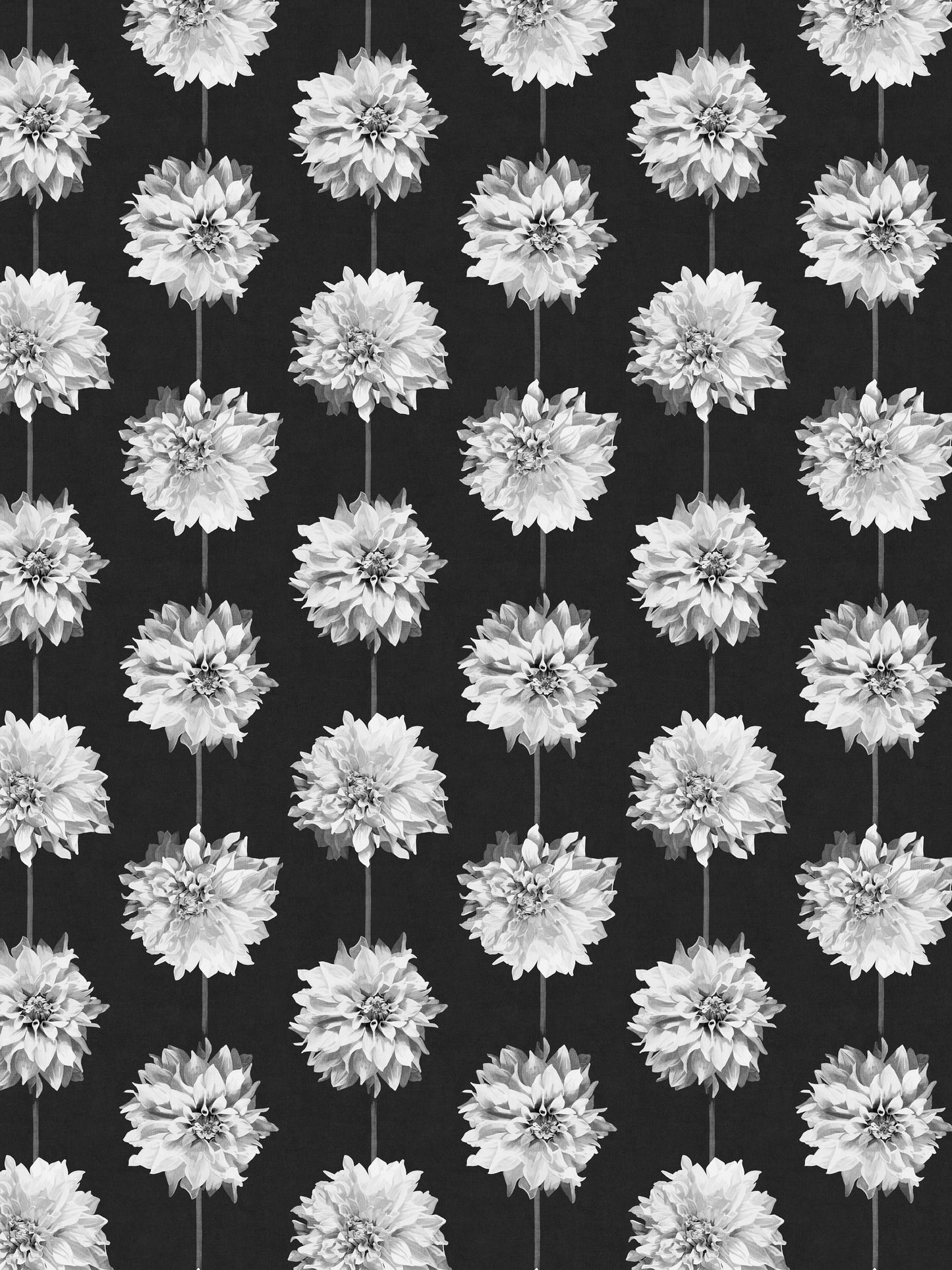 Dahlia Black