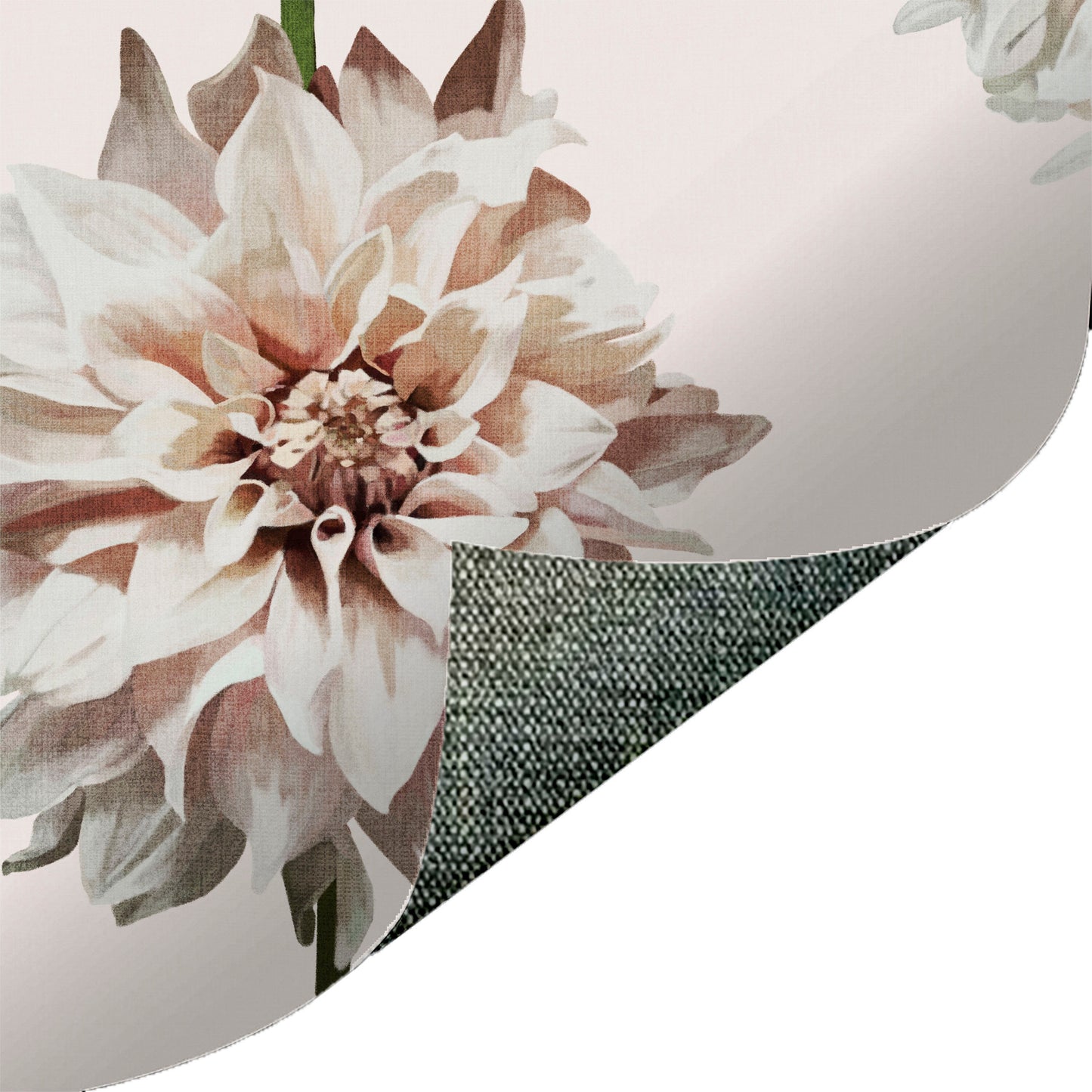 Dahlia Creme