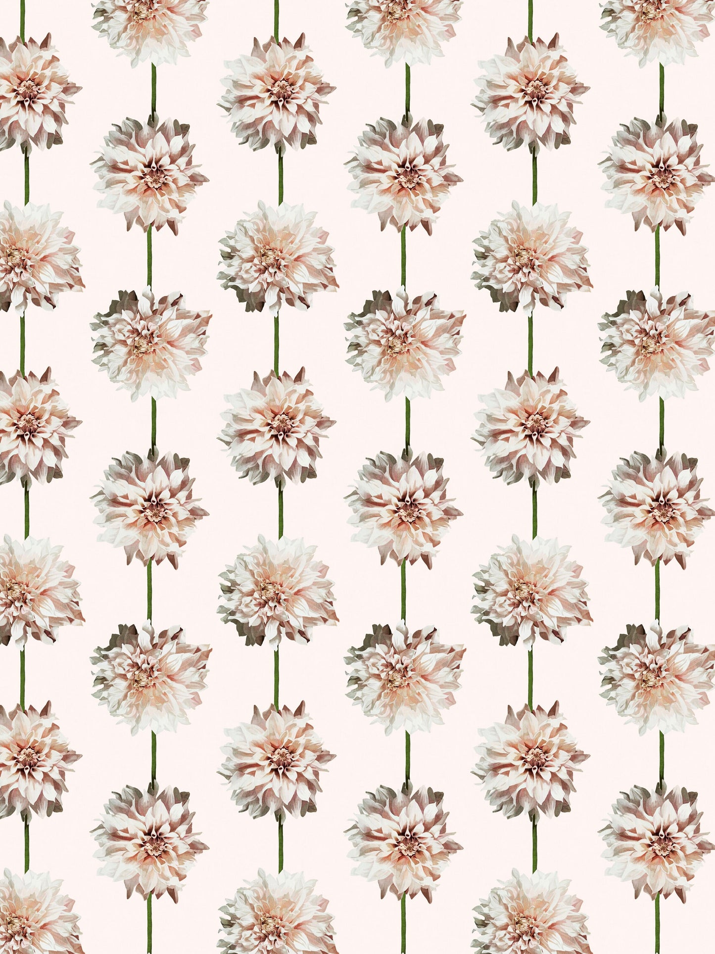 Dahlia Creme