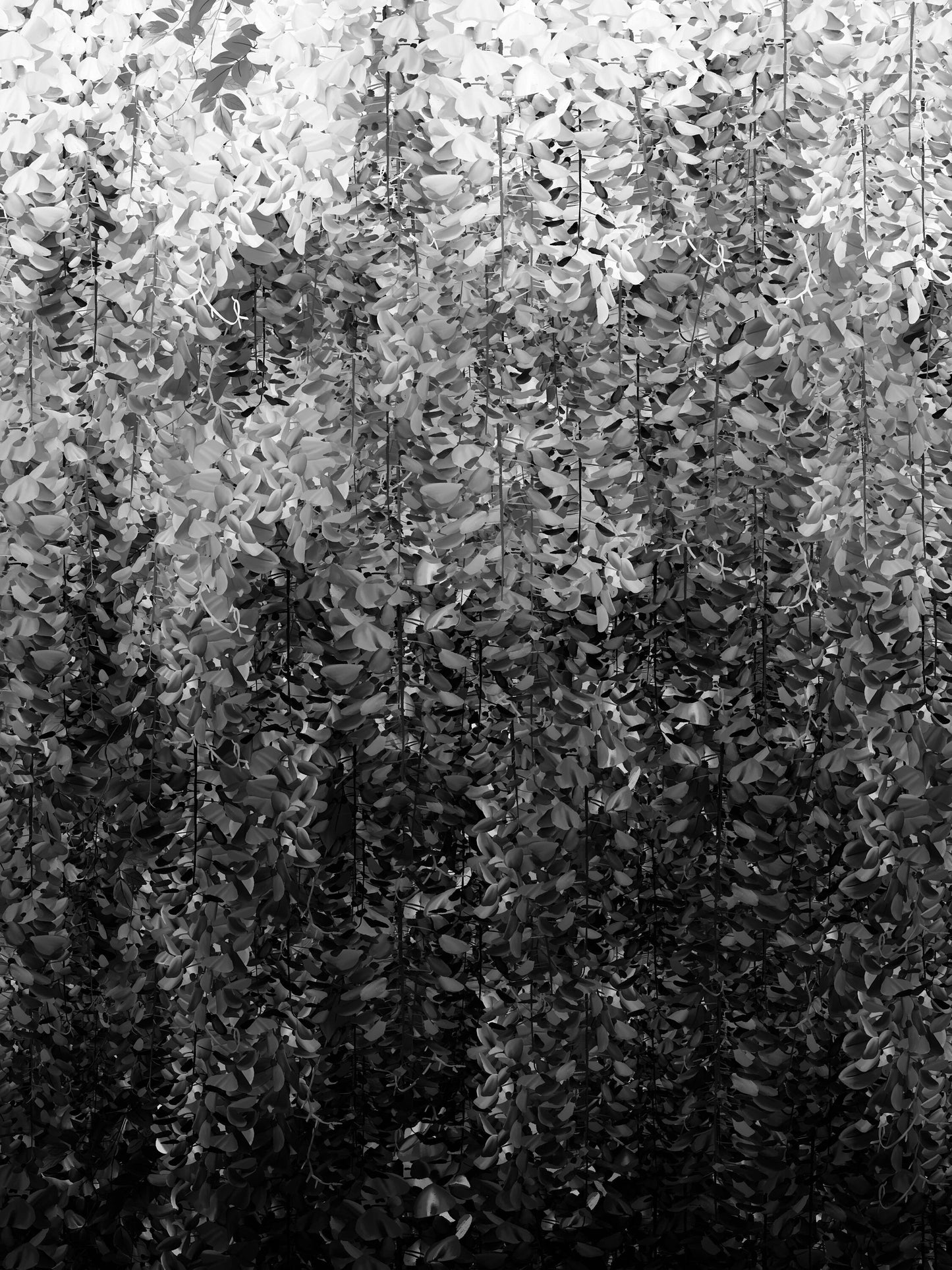 Wisteria Black and White