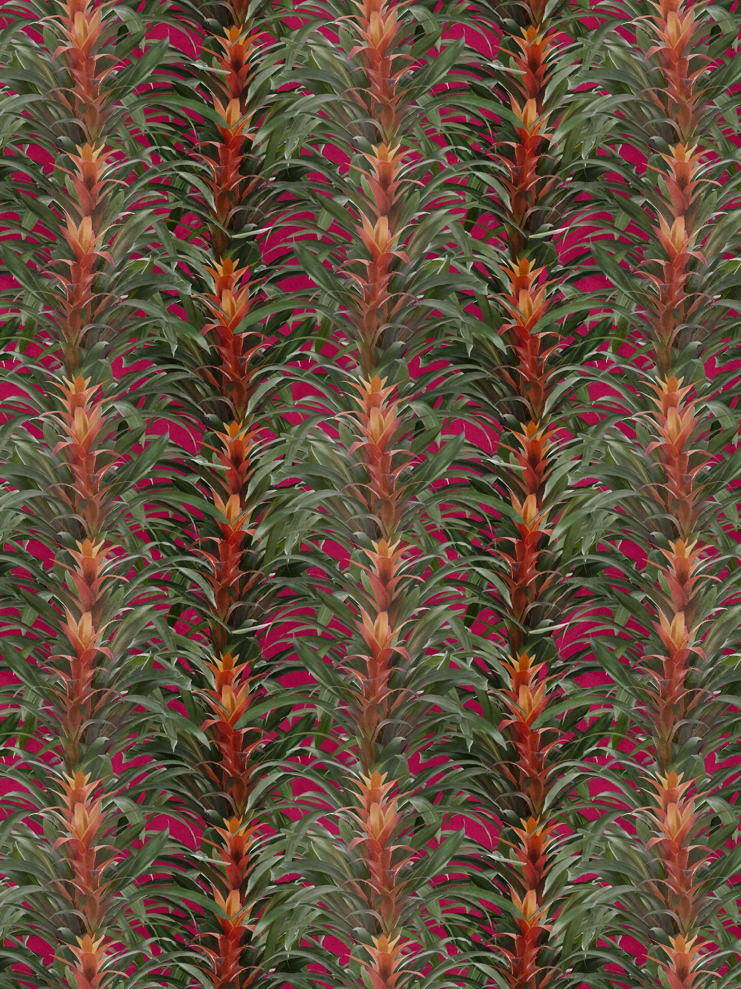 Bromeliads Pink